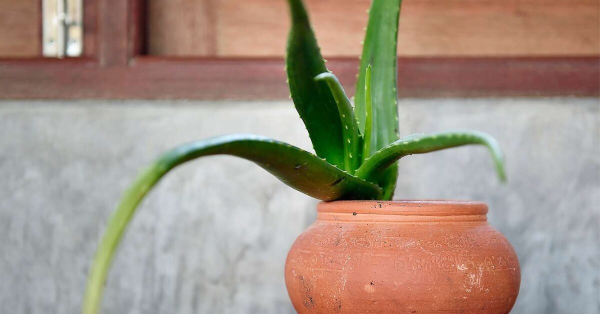 How to Care for Healing Succulent Plants