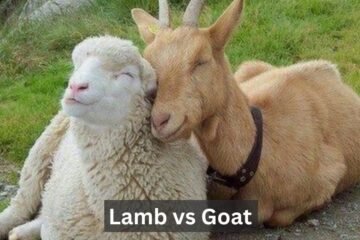 Lamb vs Goat