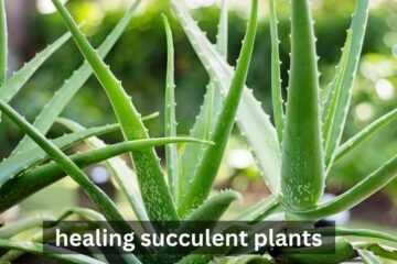 healing succulent plants