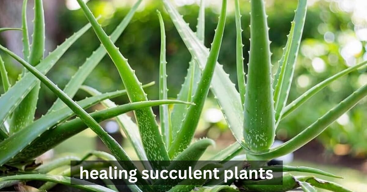 healing succulent plants