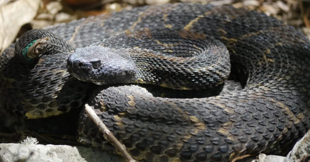 Getting to Know Timber Rattlesnakes