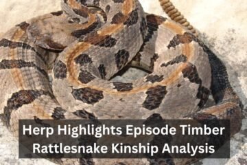 Herp Highlights Episode Timber Rattlesnake Kinship Analysis